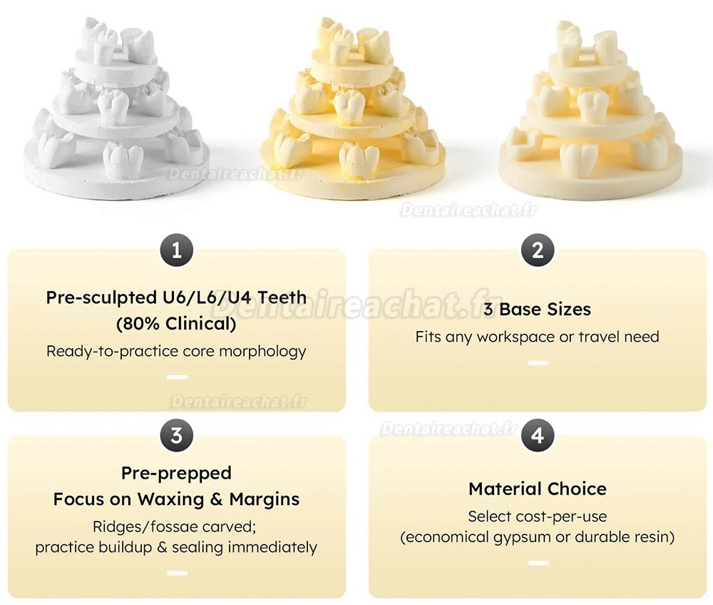 Kit de formation à la morphologie dentaire (3 pièces/sac) : modèles de positions U6/L6/U4 (gypse/résine)